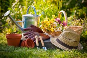 10 gardening secrets for summer residents: expert advice on watering and caring for plants