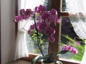 5 лучших комнатных растений для новичка-цветовода