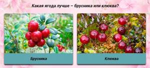 Lingonberry or cranberry