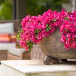 Bougainvillea signs and superstitions