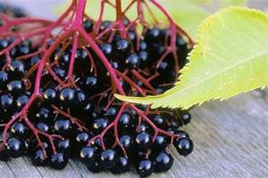 black elderberry medicinal properties photo