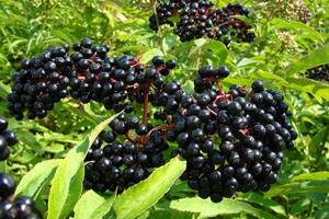 black elderberry medicinal properties description