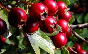 What is the difference between black and red hawthorn