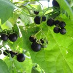 what are the benefits of nightshade?