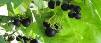 what are the benefits of nightshade?