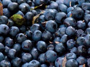 blueberries are healthy