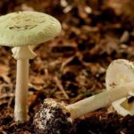 Что нужно знать про опасные грибы