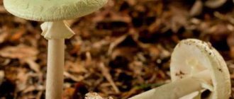 Что нужно знать про опасные грибы
