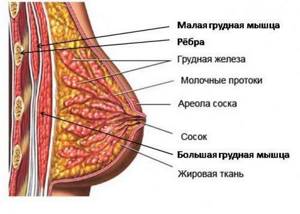 What is breast? Breasts of a girl and a woman. Large, beautiful, natural breasts 