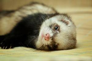 Keep a ferret at home and not go crazy? Can. If you&#39;re careful... 393632.jpeg 