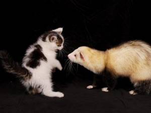Pets in control of ferrets