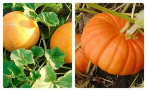 melon and pumpkin differences