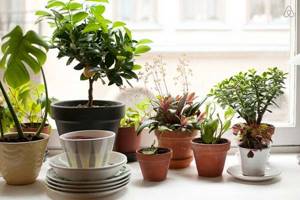 Exotic plants on an indoor windowsill