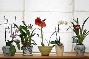 Exotic plants on an indoor windowsill