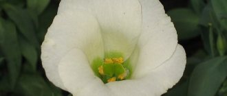 Eustoma grandiflora