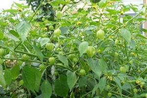 Edible physalis: beneficial properties, how to eat it, photos of varieties with descriptions, planting and care