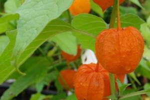 Edible physalis: beneficial properties, how to eat it, photos of varieties with descriptions, planting and care