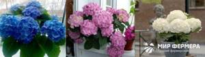 Hydrangea cultivation and care