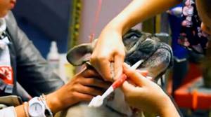 Grooming French Bulldogs includes a full range of dog care measures