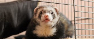 Ferret home comfort for a nimble animal