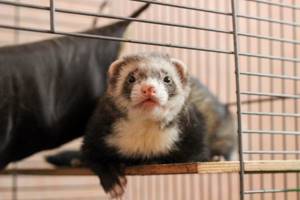 Ferret home comfort for a nimble animal