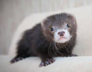 Ferret as a pet reviews, ferret at home