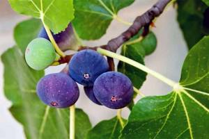 figs on the tree