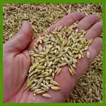 what grain is barley groats made from?