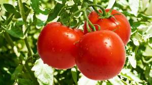 Why does a woman dream of red tomatoes - on the bushes, to eat and collect?