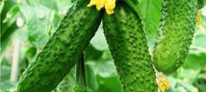 Why do you dream of fresh green cucumbers?