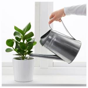 How to repot indoor plants