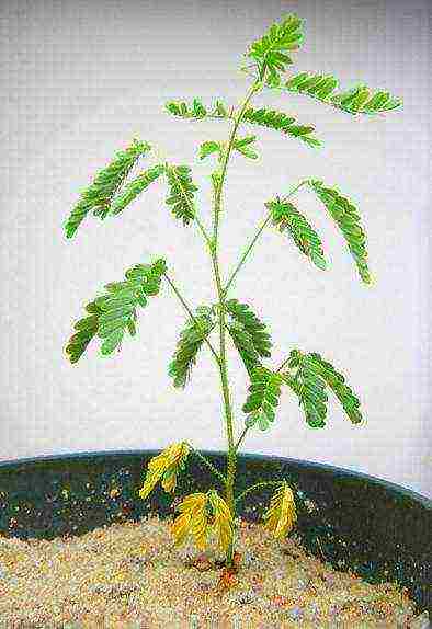 how to grow mimosa at home