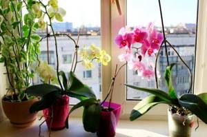 how to care for a blooming orchid