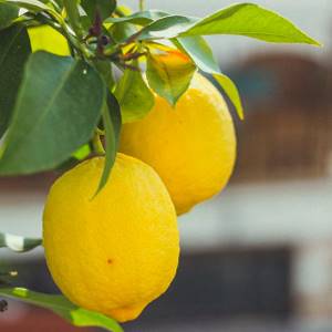 How to grow lemon