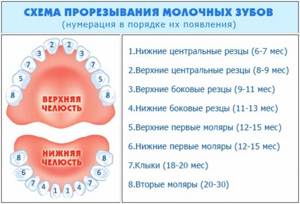 Какие зубы лезут в 2 года: подробная информация схема и симптомы