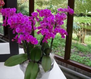comfortable temperature for orchids
