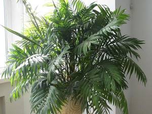 indoor palm trees