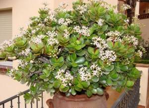 The indoor Crassula flower is an unpretentious plant, but flowering can only be achieved if certain growing rules are followed.