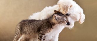 Cat people vs dog people: the psychology of people who prefer different pets