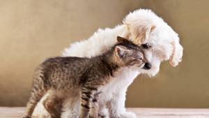 Cat people vs dog people: the psychology of people who prefer different pets