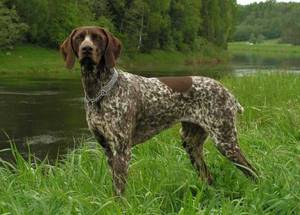 Курцхаар (немецкая короткошёрстная легавая) – охотничья собака.
