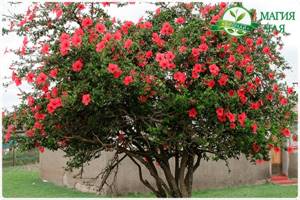 hibiscus bush