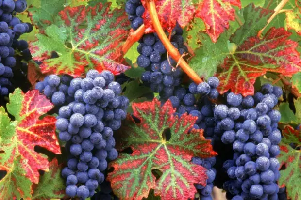 Treatment of diseases with grapevines