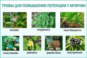 Medicinal herbs herbs to increase potency