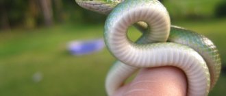 small snake in a dream
