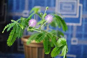 Mimosa pudica loves a sufficient amount of light and easily tolerates even direct sunlight.
