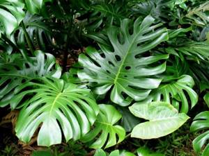 Is it possible to keep a monstera in the bedroom? The benefits of an indoor flower 05 