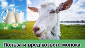 Is it possible to drink raw goat milk? The benefits and harms of goat milk 