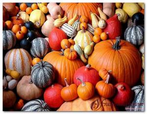pumpkin pulp beneficial properties