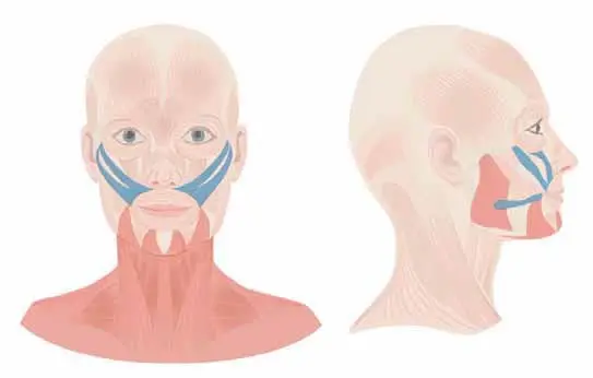 мышцы отвечающие за опущенные уголки губ